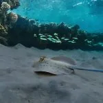 Blue-spotted-stingray-with-glowing-Eyes-in-Marsa-Alam