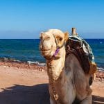 Camel-At-The-Coast-Of-Red-Sea-In-Dahab