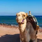 Camel-At-The-Coast-Of-Red-Sea-In-Dahab