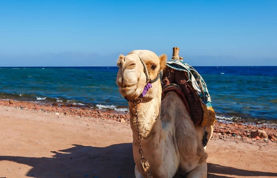 Camel-At-The-Coast-Of-Red-Sea-In-Dahab