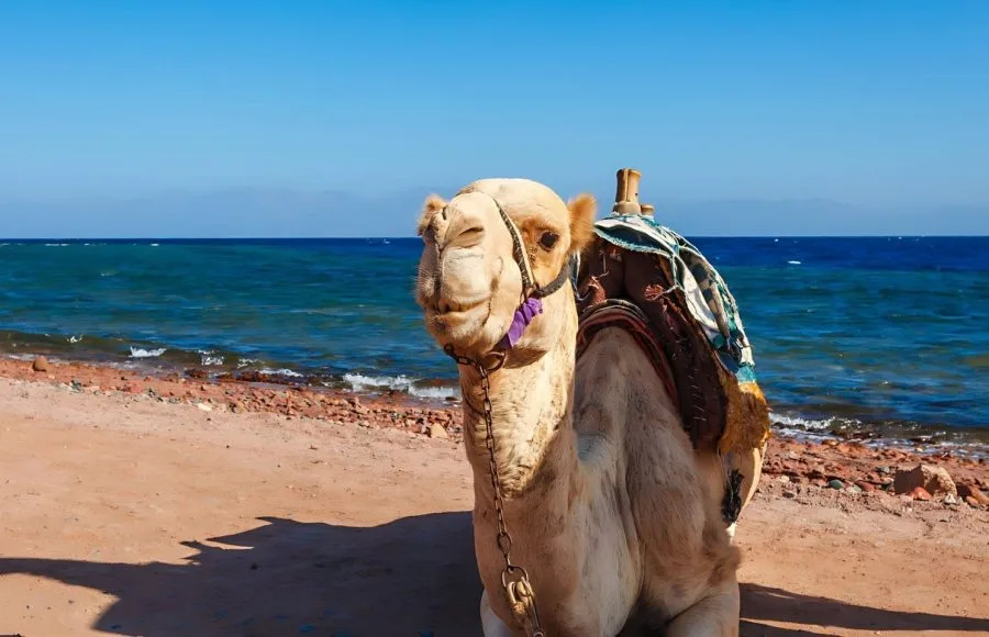 Camel-At-The-Coast-Of-Red-Sea-In-Dahab