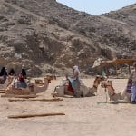 Camel-In-The-Sahara-Desert-Near-Hurghada