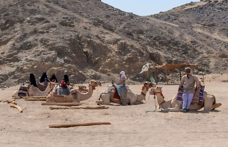 Camel-In-The-Sahara-Desert-Near-Hurghada