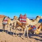 Camel-Ride-Along-The-Shore-Of-Aqaba-Gulf-Dahab-Egypt