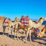 Camel-Ride-Along-The-Shore-Of-Aqaba-Gulf-Dahab-Egypt