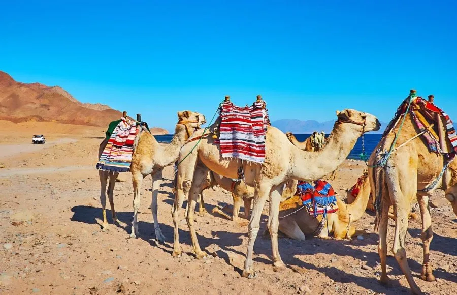 Camel-Ride-Along-The-Shore-Of-Aqaba-Gulf-Dahab-Egypt