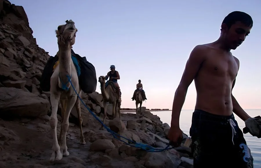 Camels-Carry-Tourists-Home-After-Snorkeling-In-Ras-Abu-Gallum-Dahab