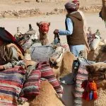 Camels-With-Bedouin-People-At-Their-Village-Near-To-Hurghada-In-Egypt