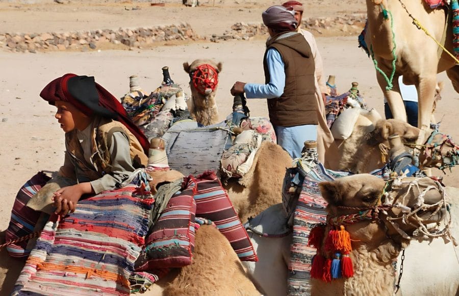 Camels-With-Bedouin-People-At-Their-Village-Near-To-Hurghada-In-Egypt