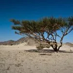 Camp-Under-Acacia-Tree-Marsa-Alam