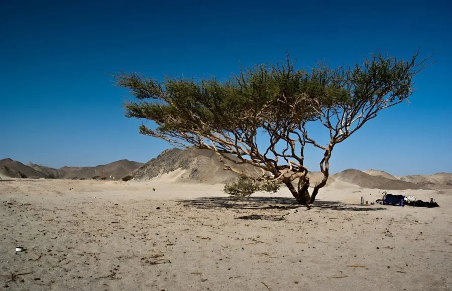 Camp-Under-Acacia-Tree-Marsa-Alam