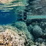 Coral-Reef-Formation-In-The-Blue-Water-Of-The-Red-Sea-Dahab