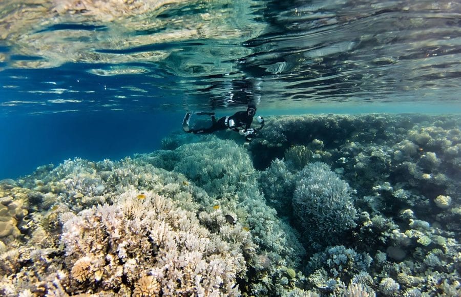 Coral-Reef-Formation-In-The-Blue-Water-Of-The-Red-Sea-Dahab