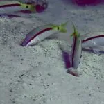 Dash-Dot-Goatfish-At-Red-Sea