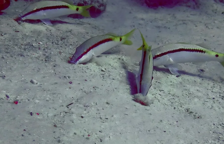 Dash-Dot-Goatfish-At-Red-Sea