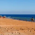 Tourists riding camels along the Red Sea.