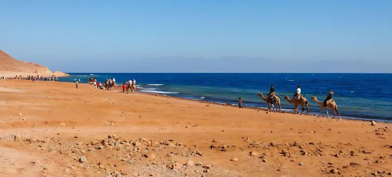 Camel Trail Bedouin Dinner and Star Gazing in Desert Trip