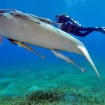 Diver-and-fork-tailed-manatee-Marsa-Alam-Dugong