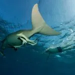 Dugong-coming-to-the-surface-to-breathe-observed-by-a-snorkeler-Marsa-Alam