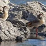 Egyptian-Geese-In-Aswan