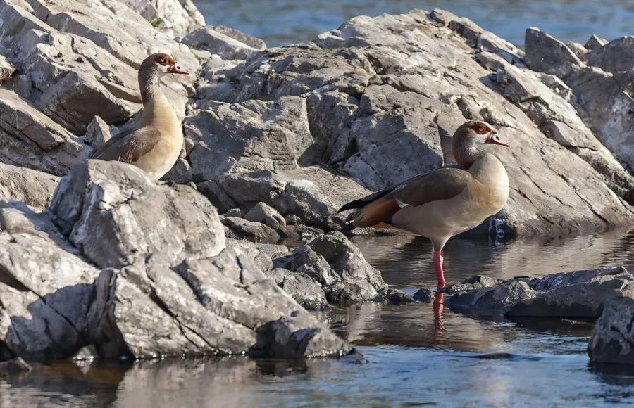 Egyptian-Geese-In-Aswan