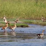 Egyptian-Goose-On-The-River-Nile