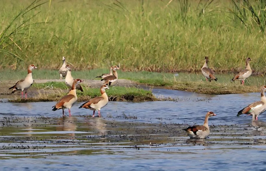 Egyptian-Goose-On-The-River-Nile