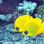 Golden-butter-fly-fish-in-Red-sea-Marsa-Mubarak