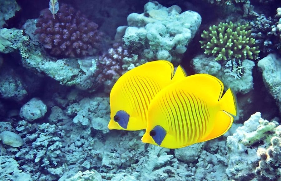 Golden-butter-fly-fish-in-Red-sea-Marsa-Mubarak