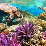 Green-Sea-Turtle-Swimming-Over-beautiful-and-colored-Coral-Reef-marsa-Alam