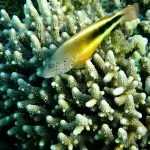 Hawkfish-in-Red-sea-Marsa-Mubarak
