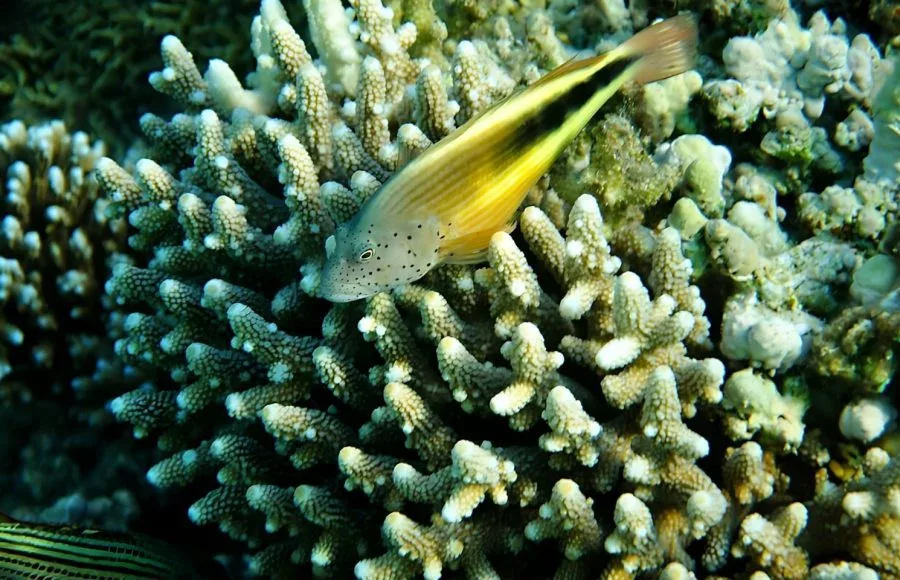 Hawkfish-in-Red-sea-Marsa-Mubarak