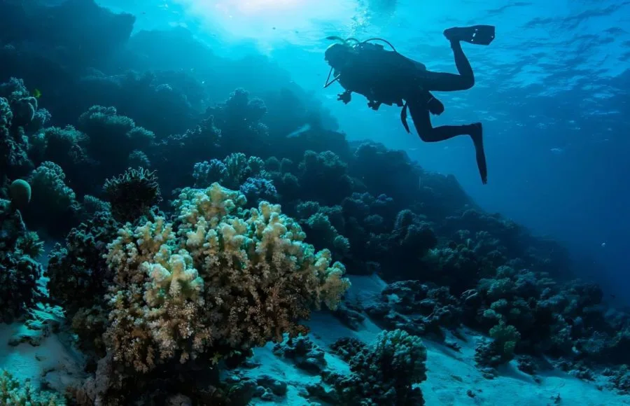 Hurghada-scuba-diving-at-coral-reef