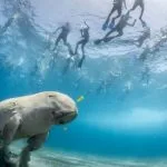 Marsa-Mubarak-Diving-Marsa-Alam