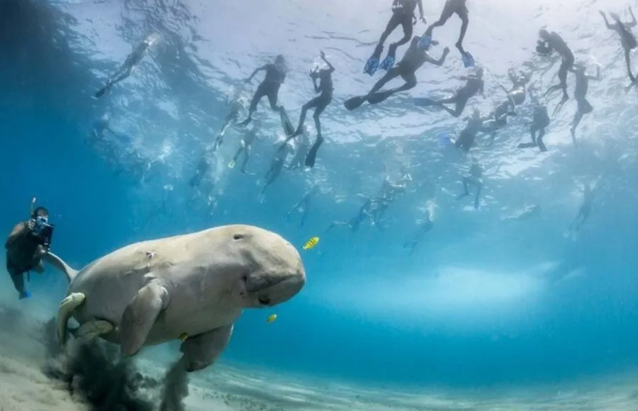 Marsa-Mubarak-Diving-Marsa-Alam