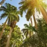 Palm-trees-and-bright-sun-in-Botanical-Garden-of-Aswan