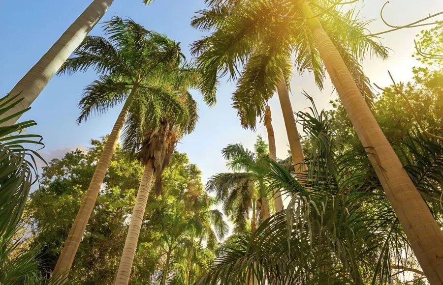 Palm-trees-and-bright-sun-in-Botanical-Garden-of-Aswan