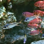 Pinecone-soldierfishes-in-Red-sea-Marsa-Mubarak
