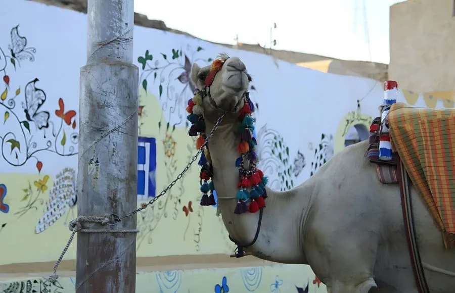 Portrait-Of-Camel-Elephantine-Island