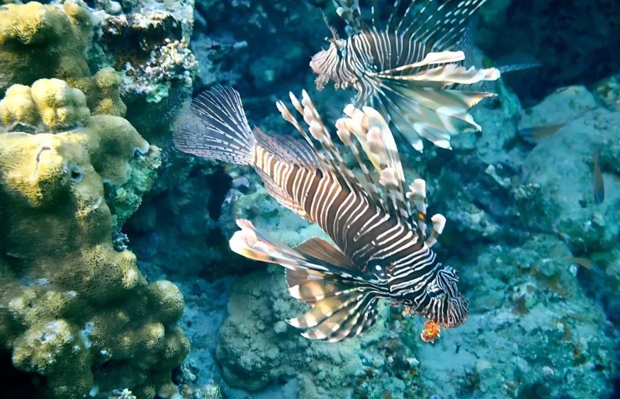 Red-lionfishes-in-Red-sea-Marsa-Mubarak-Egypt