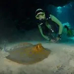 Scuba-Diver-and-Bluespotted-Ribbontail-Marsa-Alam