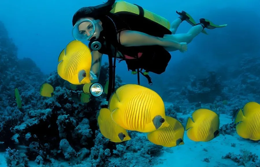Scuba-diver-and-Masked-butter-fly-fishes-Marsa-Alam