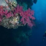Scuba-diver-by-coral-Marsa-Alam