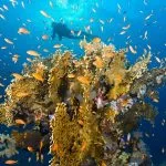 Scuba-diving-in-Marsa-Alam