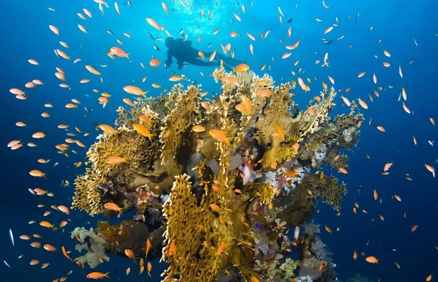 Scuba-diving-in-Marsa-Alam