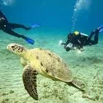 Sea-turtle-with-divers-in-Red-Sea-Egypt