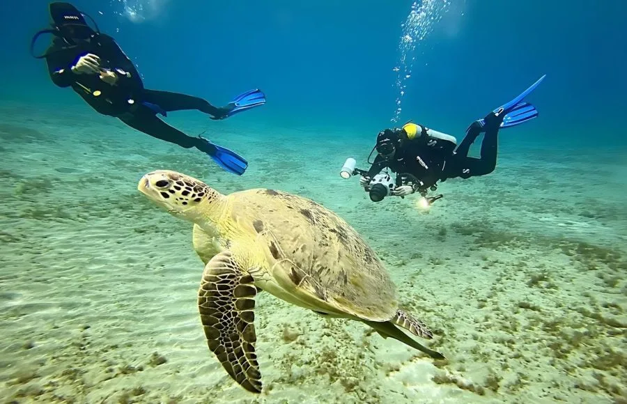 Sea-turtle-with-divers-in-Red-Sea-Egypt