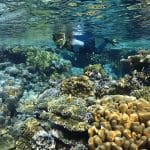 Snorkeler-and-beautiful-coral-reef-underwater-in-the-Red-Sea