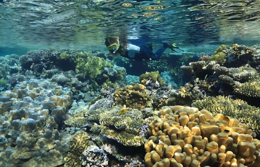 Snorkeler-and-beautiful-coral-reef-underwater-in-the-Red-Sea