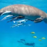 Snorkeling-with-dugong-in-the-Red-Sea